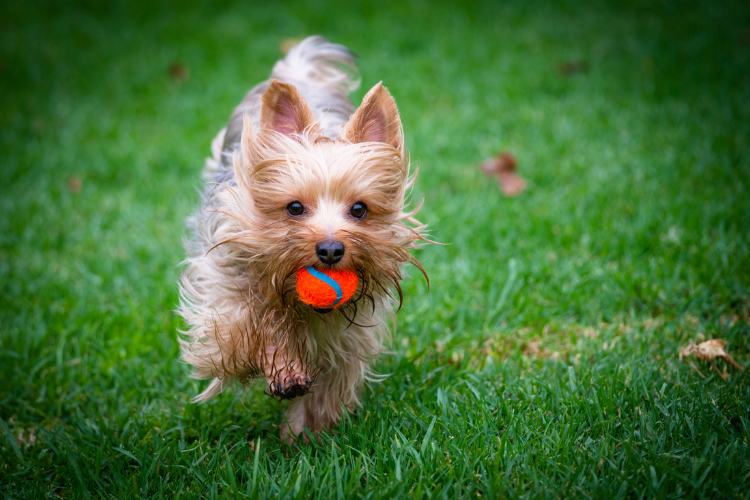 Northeast Ohio Dog Parks - Cutler Real Estate